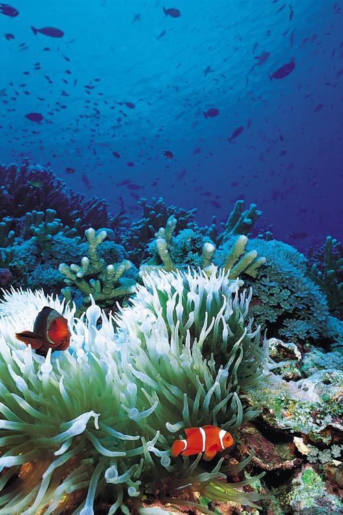 phpwind 8.7 手机模板