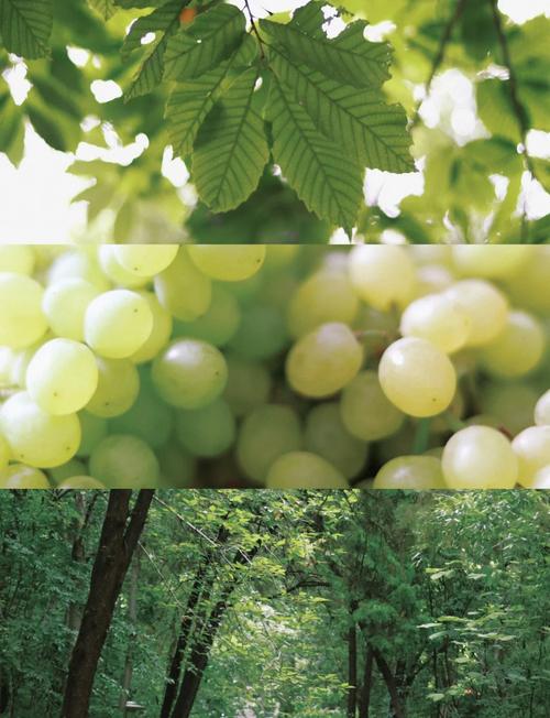 ps胶片绿色调色教程