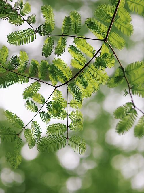 ps胶片绿色调色教程