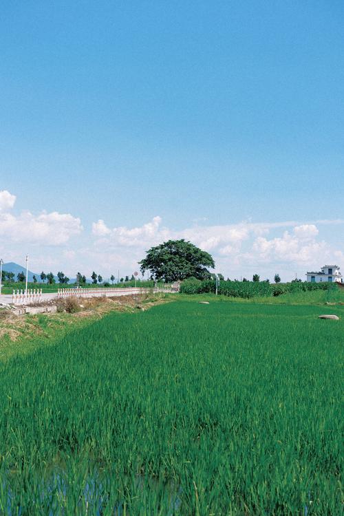 ps胶片绿色调色教程